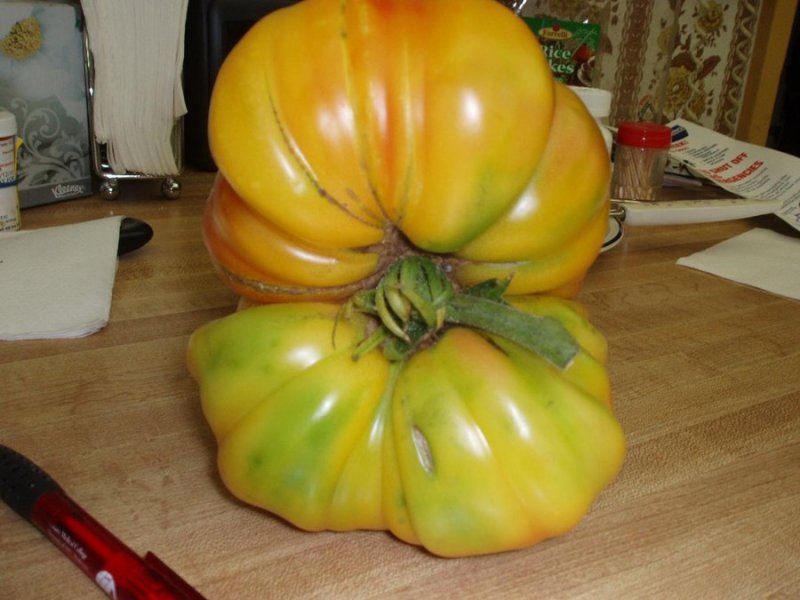MY LARGEST TOMATOE 003 C.JPG