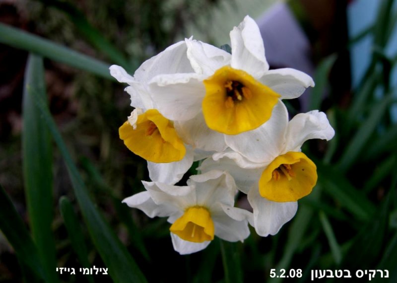2 Bishvat-0029