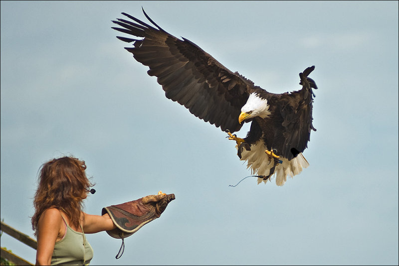 Bald Eagle