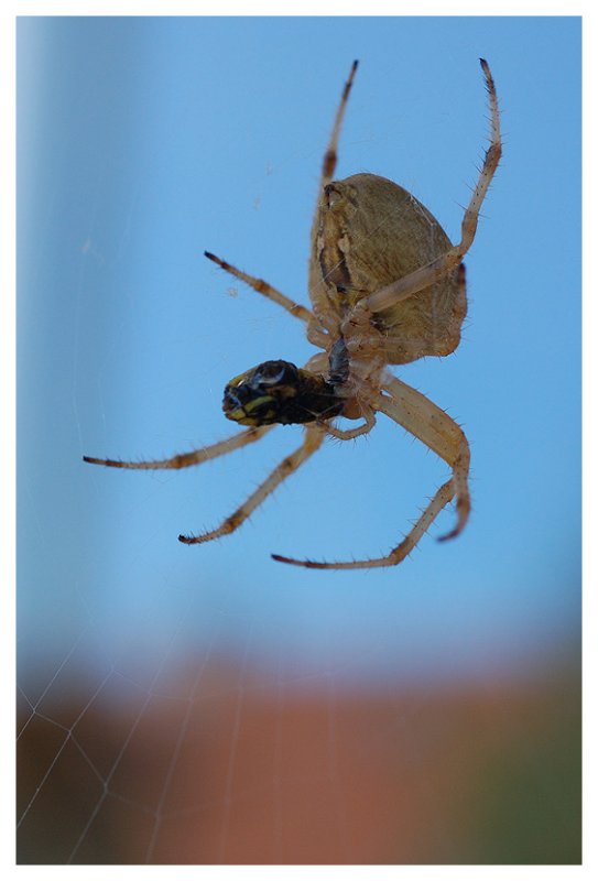 spinne4_kl.jpg