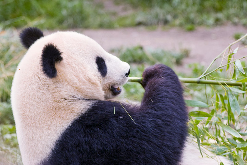 fu long mama.jpg