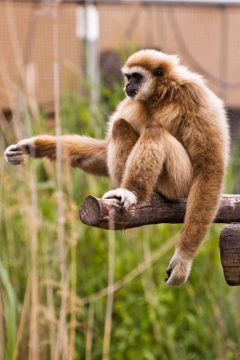 monkey.jpg
