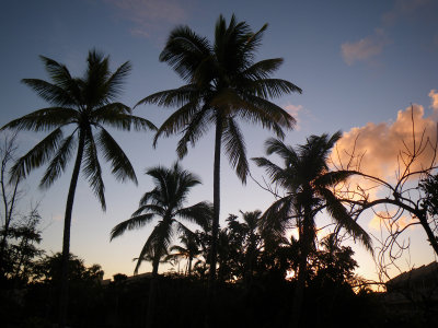 ternels palmiers