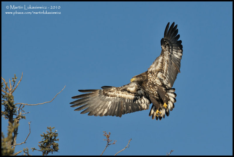 Bald Eagle Landing