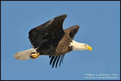 Bald Eagle with Cargo