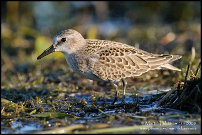 Sanderling