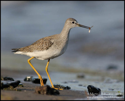 Lesser Yellowlegs with Lunch