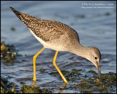 Lesser Yellowlegs Feeding