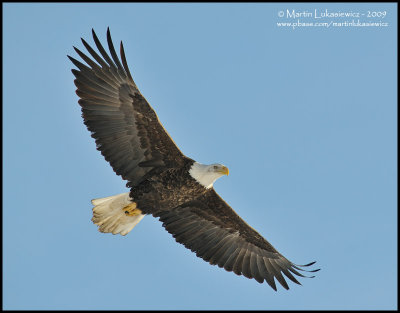 Eagle in Flight