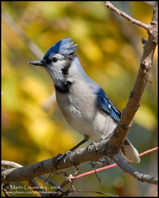 Blue Jay in Fall Colors