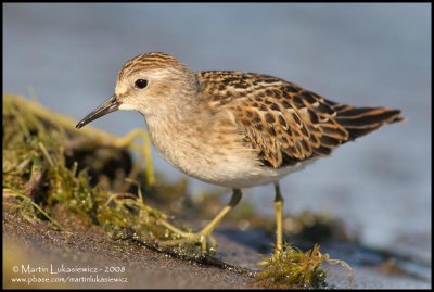 Least Sandpiper