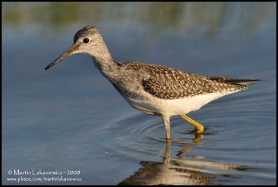 Lesser Yellowlegs