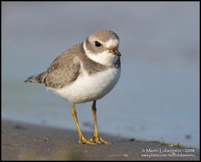 Semipalmated Plover