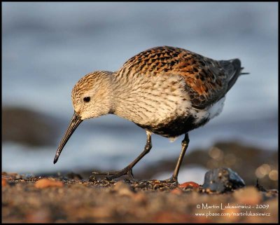 Dunlin