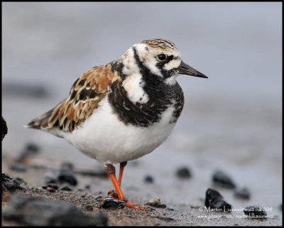 Ruddy Turnstone