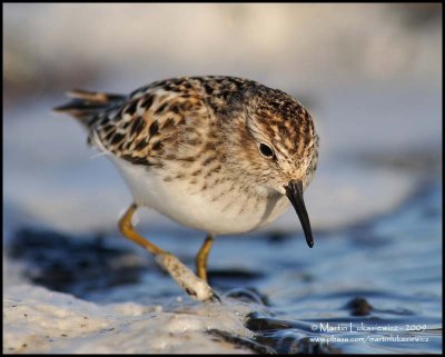 Least Sandpiper