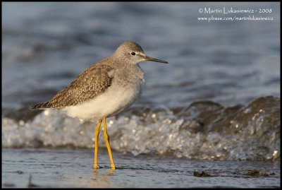 Lesser Yellowlegs