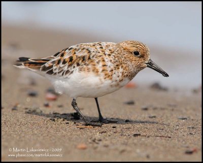 Sanderling