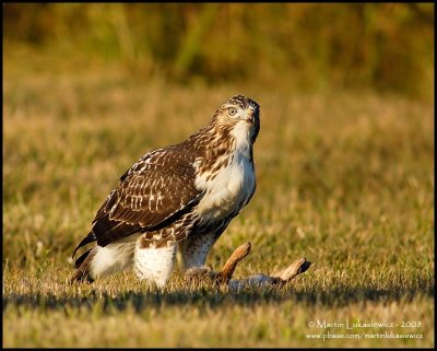 Red-tailed Hawk - Rabbit for breakfast I