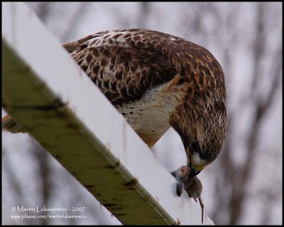 Red-tailed Hawk with Lunch I