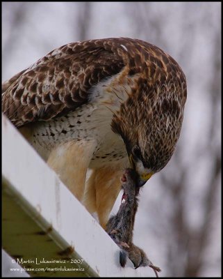 Red-tailed Hawk with Lunch II