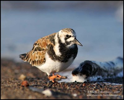 Ruddy Turnstone