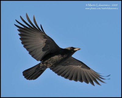 Raven in Flight