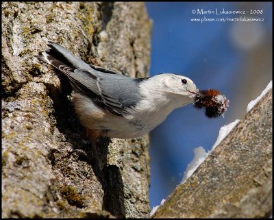 White-breasted Nuthatch with Lunch