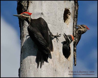 Pileated Woodpeckers and Young