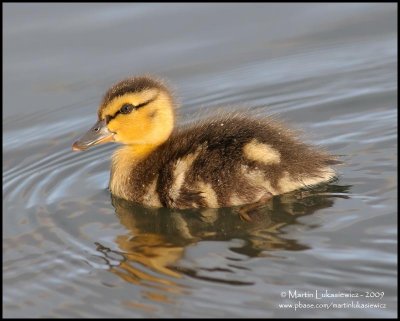 Young Mallard