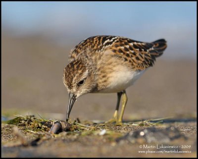 Least Sandpiper