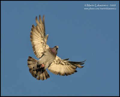 Rock Pigeon in Flight