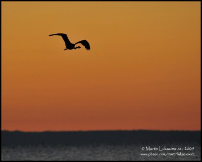 Heron on a Morning Flight