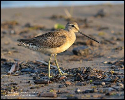 Long-billed Dowitcher