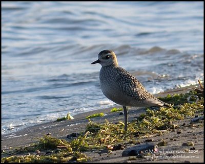 (ID Shot)  Golden Plover