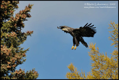 Bald Eagle - On Final Approach