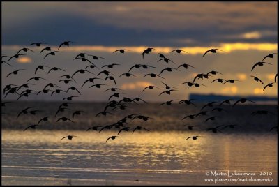 Shorebirds in Early Morning Flight II