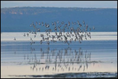 Shorebirds in Flight