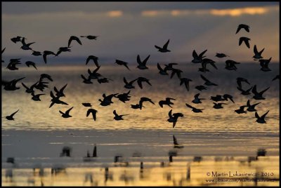 Shorebirds in Early Morning Flight 