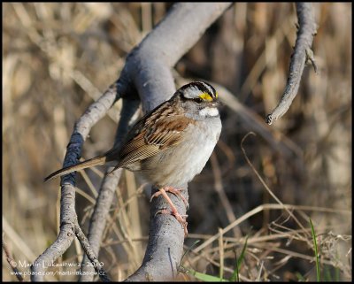 White Throated Sparrow