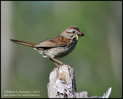 Song Sparrow with Lunch
