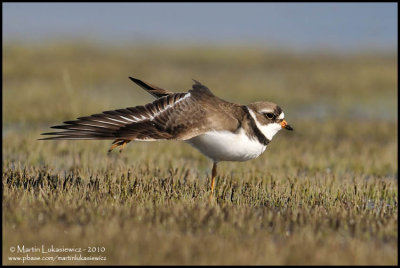Semipalmated Plover