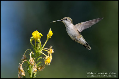 Ruby-throated Hummingbird