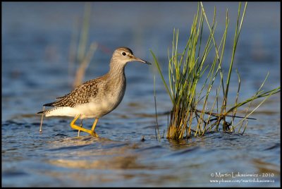 Lesser Yellowlegs