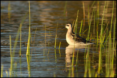 (ID Shot) Red-necked Phalarope