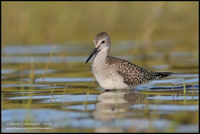 Greater Yellowlegs