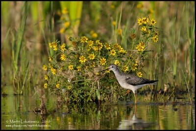 Lesser Yellowlegs