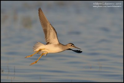 Lesser Yellowlegs in Flight
