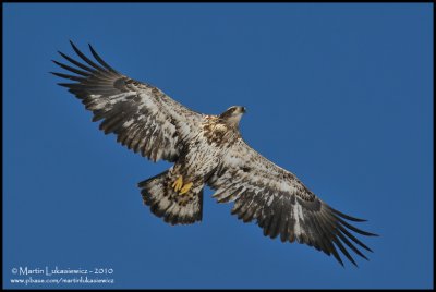 Bald Eagle in Flight