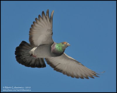 Rock Pigeon in Flight